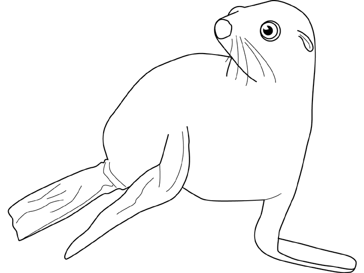 Coloring page: Seal (Animals) #16329 - Free Printable Coloring Pages
