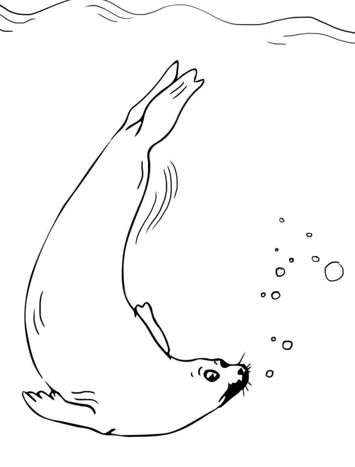 Free printable Seal coloring page #188106 from Animals collection