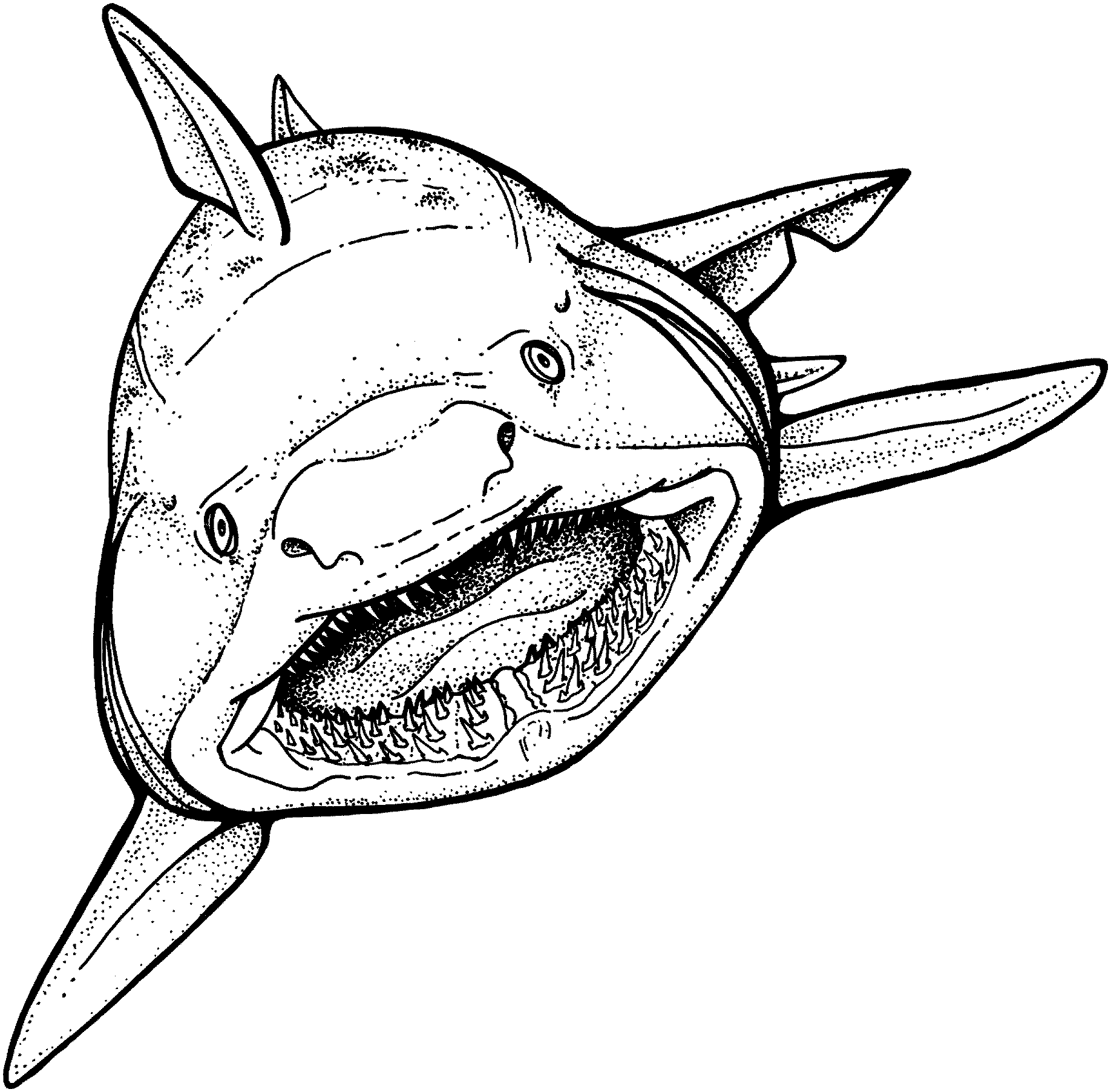 Coloring page: Shark (Animals) #14762 - Free Printable Coloring Pages