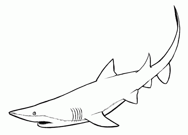Coloring page: Shark (Animals) #14770 - Free Printable Coloring Pages