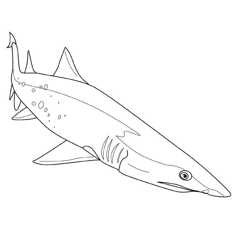 Coloring page: Shark (Animals) #14771 - Free Printable Coloring Pages