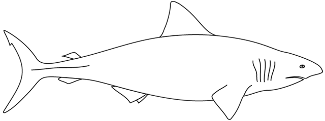 Coloring page: Shark (Animals) #14793 - Free Printable Coloring Pages