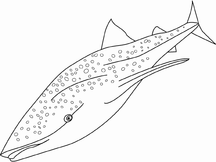 Coloring page: Shark (Animals) #14808 - Free Printable Coloring Pages