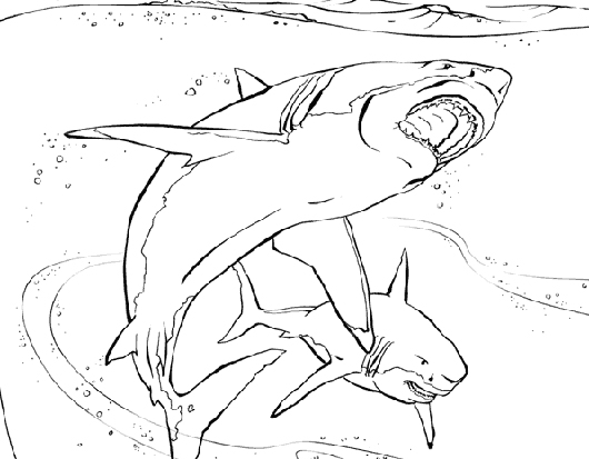 Coloring page: Shark (Animals) #14827 - Free Printable Coloring Pages