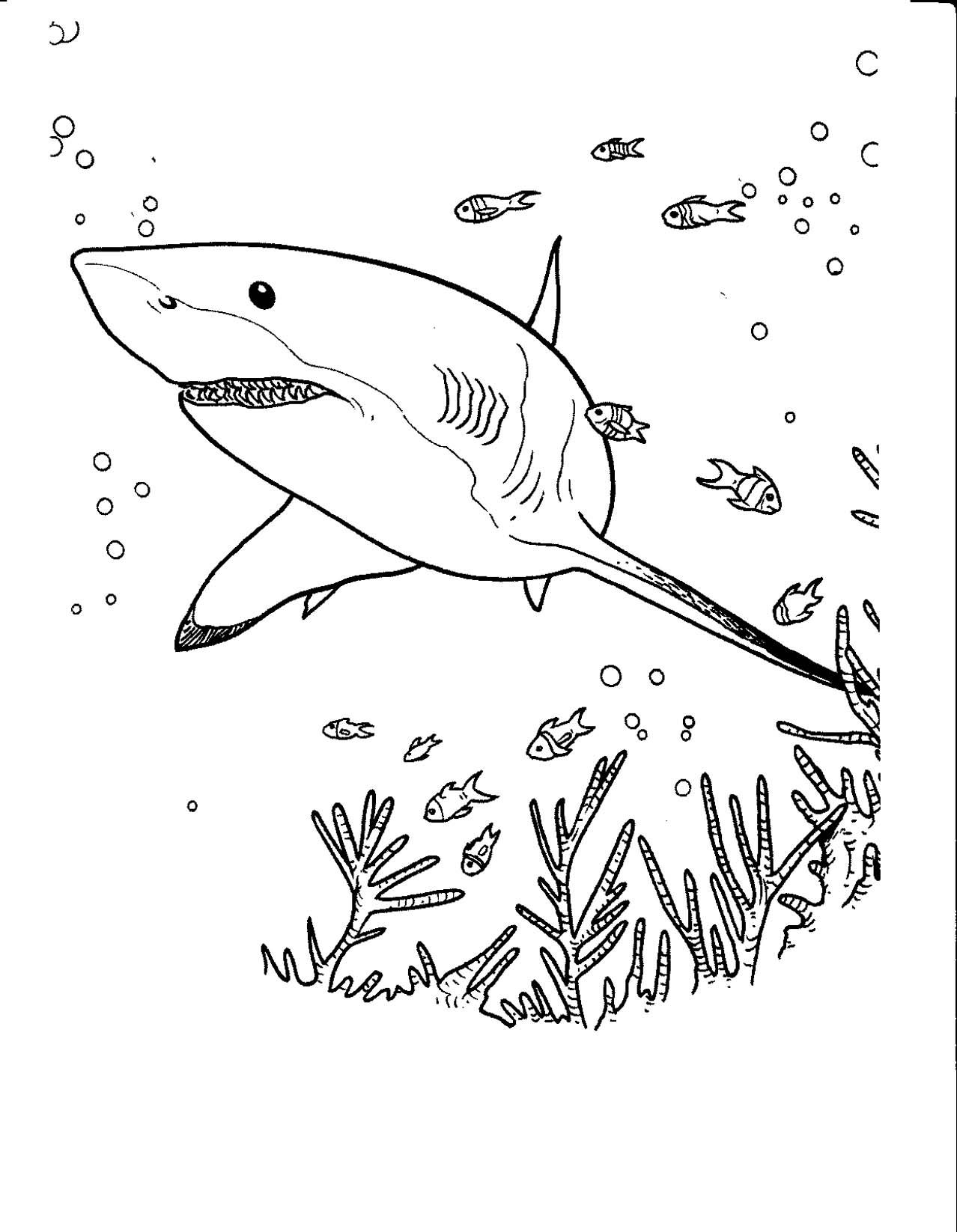 Coloring page: Shark (Animals) #14858 - Free Printable Coloring Pages