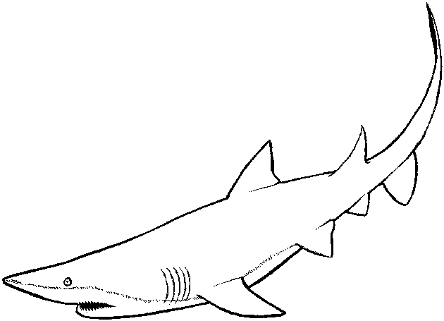 Coloring page: Shark (Animals) #14871 - Free Printable Coloring Pages