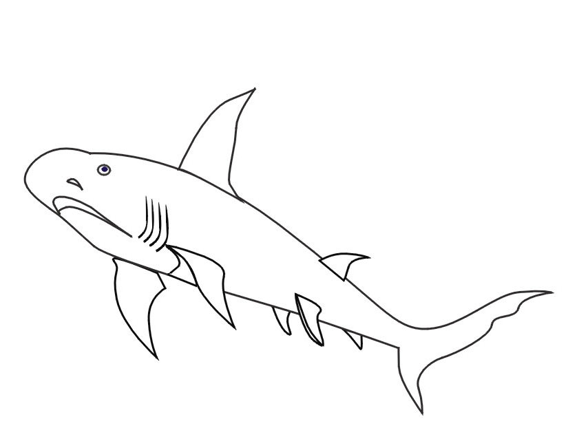Coloring page: Shark (Animals) #14882 - Free Printable Coloring Pages