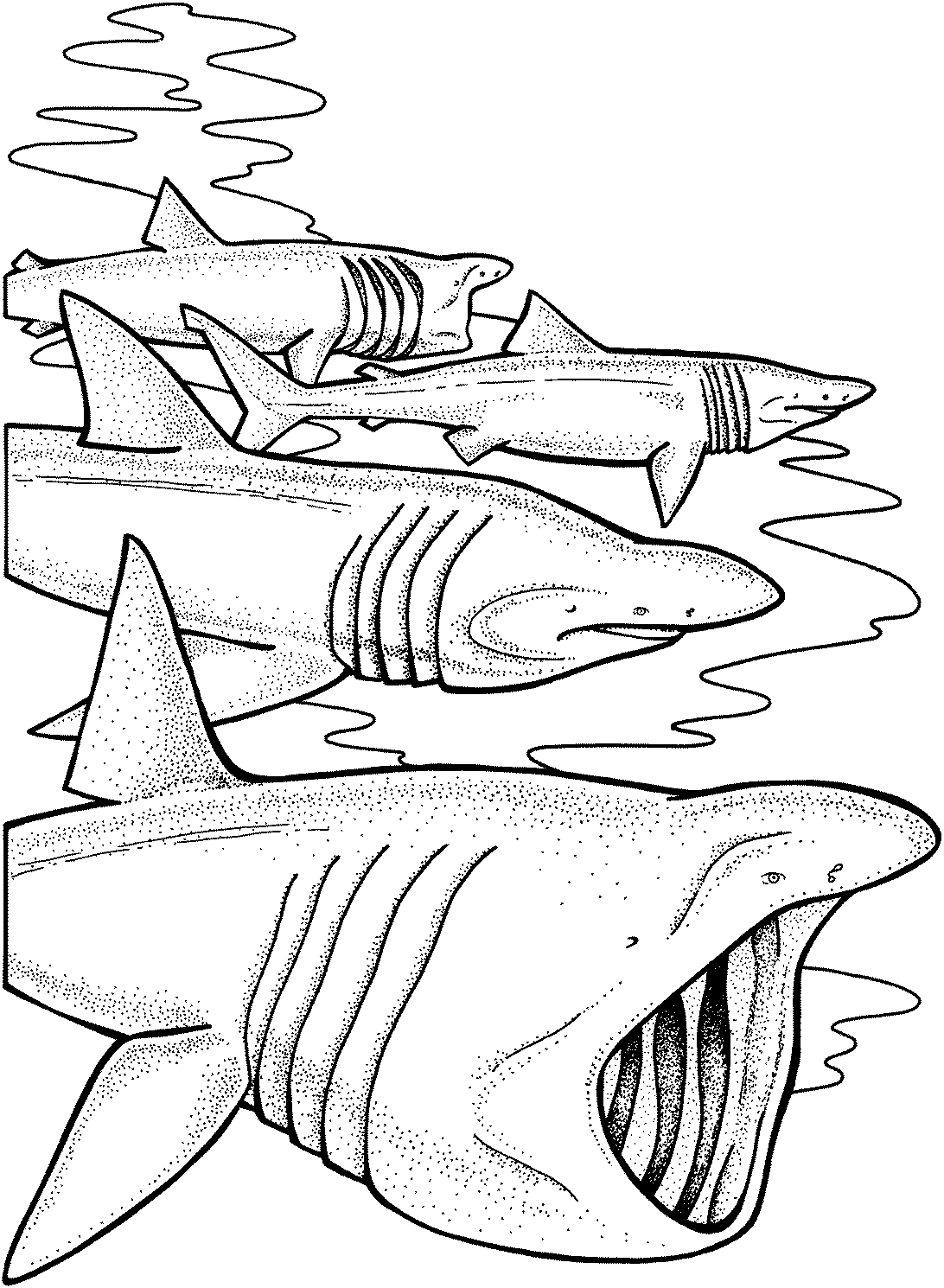 Coloring page: Shark (Animals) #14902 - Free Printable Coloring Pages
