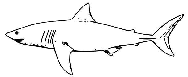 Coloring page: Shark (Animals) #14910 - Free Printable Coloring Pages
