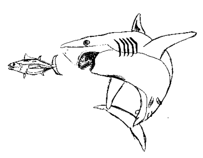 Coloring page: Shark (Animals) #14921 - Free Printable Coloring Pages