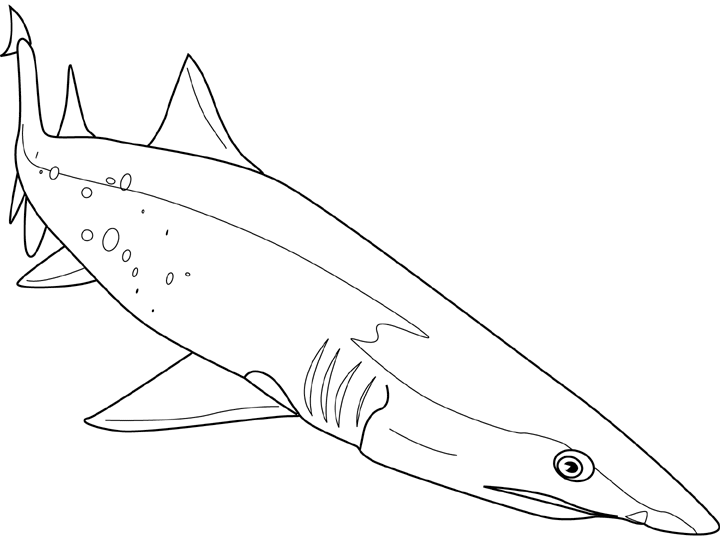 Coloring page: Shark (Animals) #14949 - Free Printable Coloring Pages