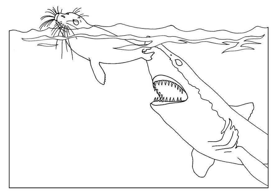 Coloring page: Shark (Animals) #14951 - Free Printable Coloring Pages