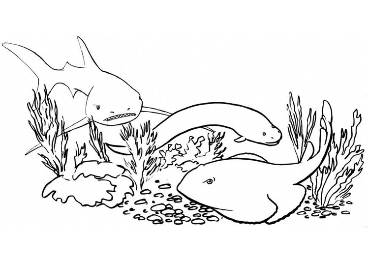 Coloring page: Shark (Animals) #14960 - Free Printable Coloring Pages