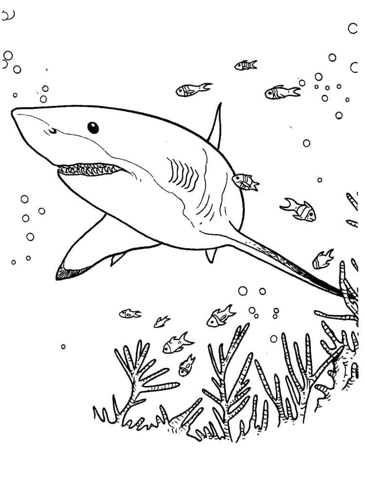 Free printable Shark coloring page #177715 from Animals collection
