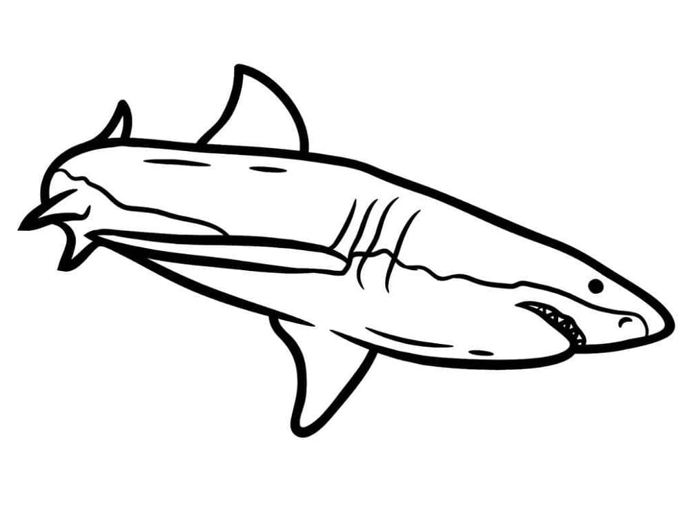 Free printable Shark coloring page #177722 from Animals collection