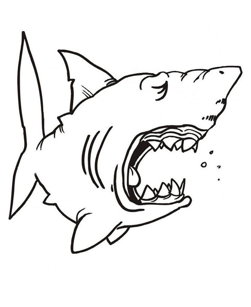 Free printable Shark coloring page #177728 from Animals collection