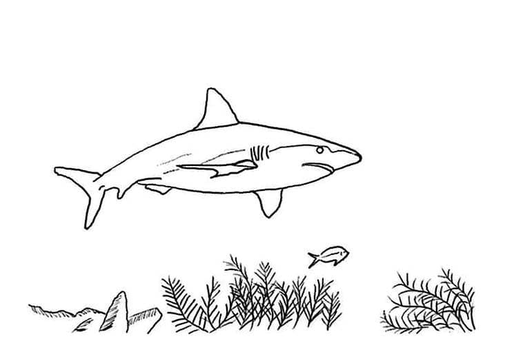 Free printable Shark coloring page #177733 from Animals collection