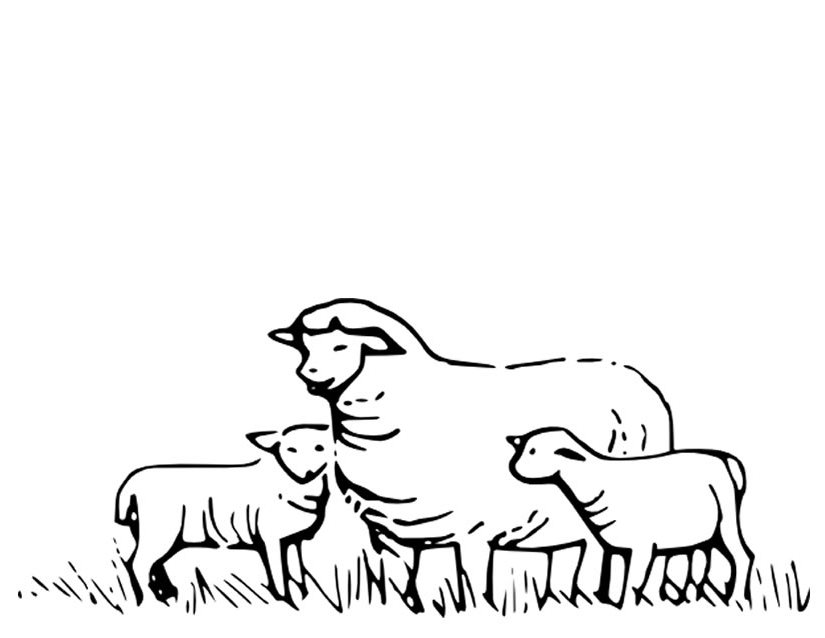 Coloring page: Sheep (Animals) #11415 - Free Printable Coloring Pages