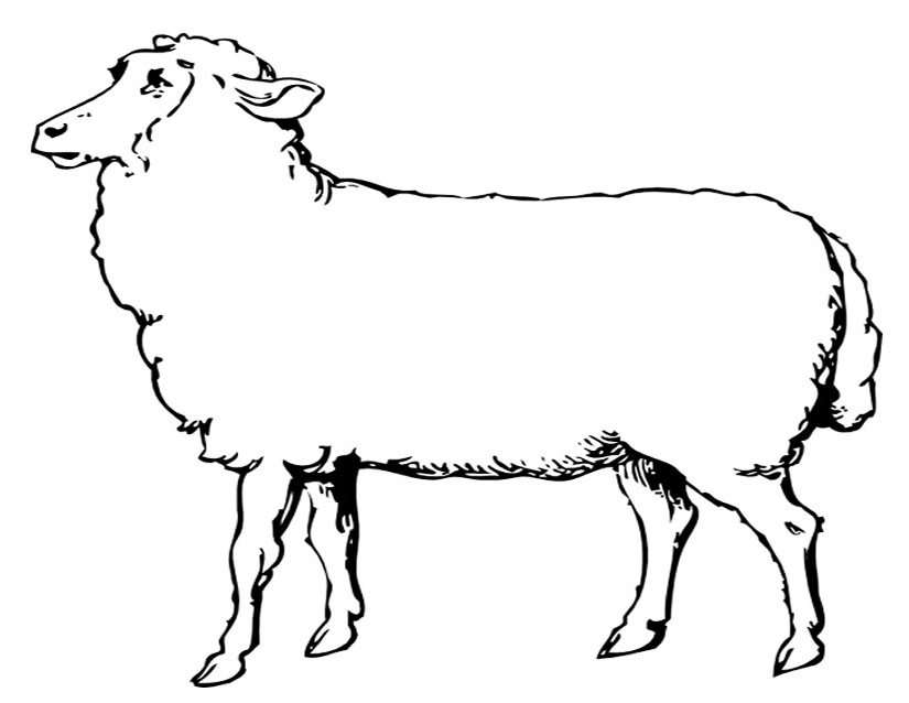 Coloring page: Sheep (Animals) #11452 - Free Printable Coloring Pages