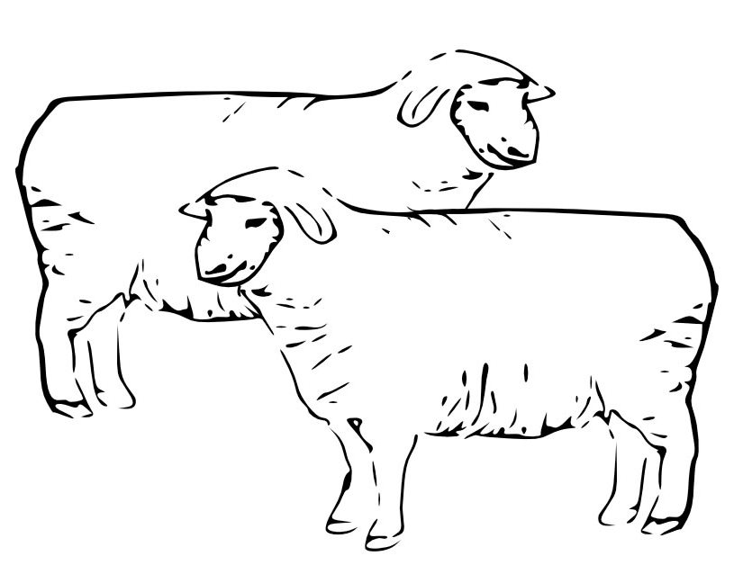 Coloring page: Sheep (Animals) #11476 - Free Printable Coloring Pages