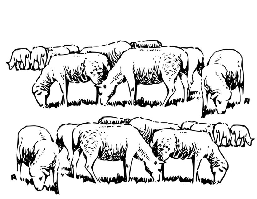 herd of sheep drawing
