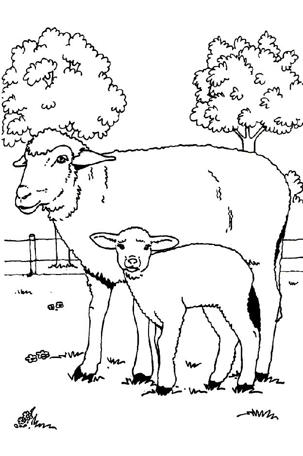 Coloring page: Sheep (Animals) #11544 - Free Printable Coloring Pages