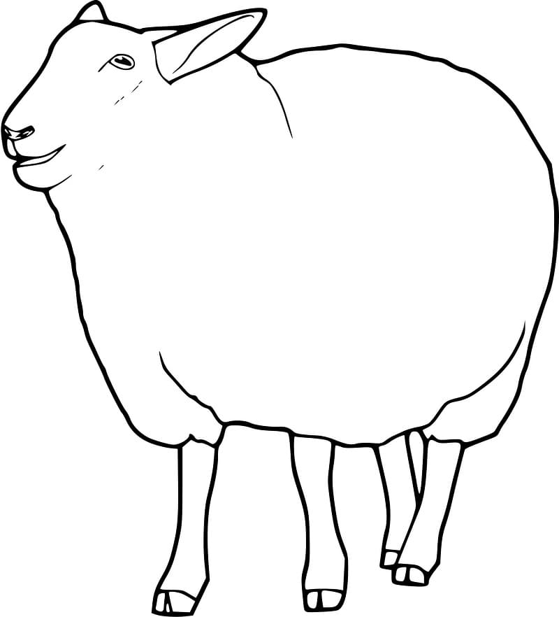 Free printable Sheep coloring page #198617 from Animals collection