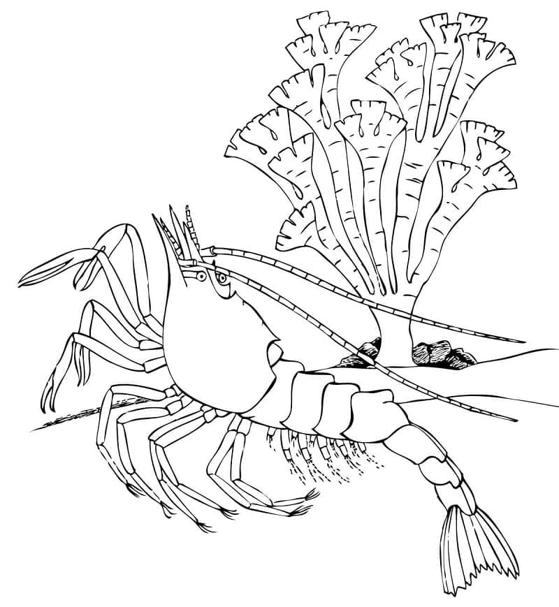 Free printable Shrimp coloring page #208546 from Animals collection Free printable Shrimp coloring page #208546 from Animals collection