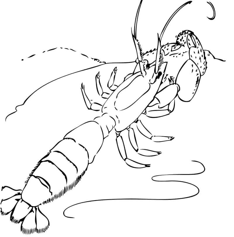 Free printable Shrimp coloring page #208547 from Animals collection