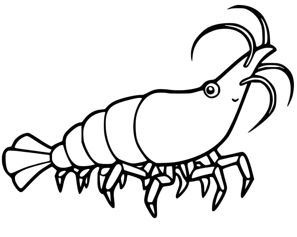 Free printable Shrimp coloring page #208548 from Animals collection