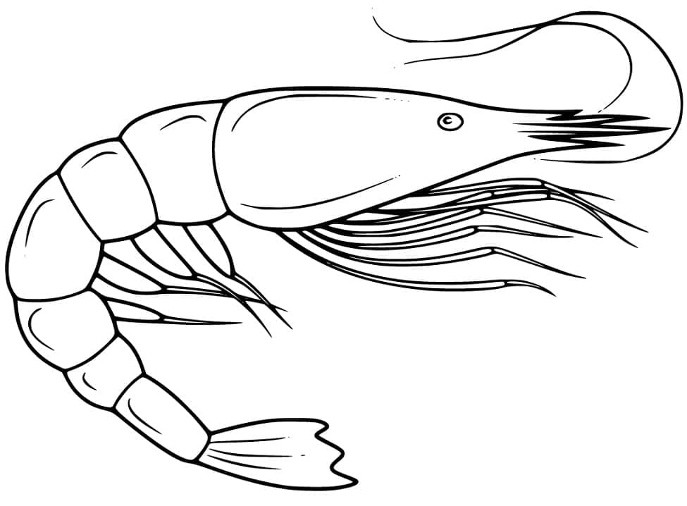 Free printable Shrimp coloring page #208556 from Animals collection