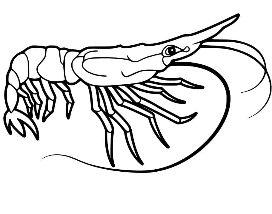 Free printable Shrimp coloring page #208560 from Animals collection