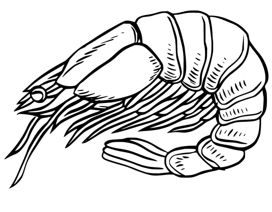 Free printable Shrimp coloring page #208563 from Animals collection
