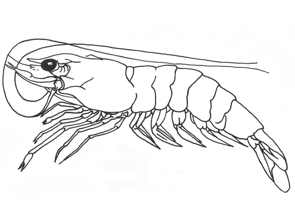 Free printable Shrimp coloring page #208566 from Animals collection