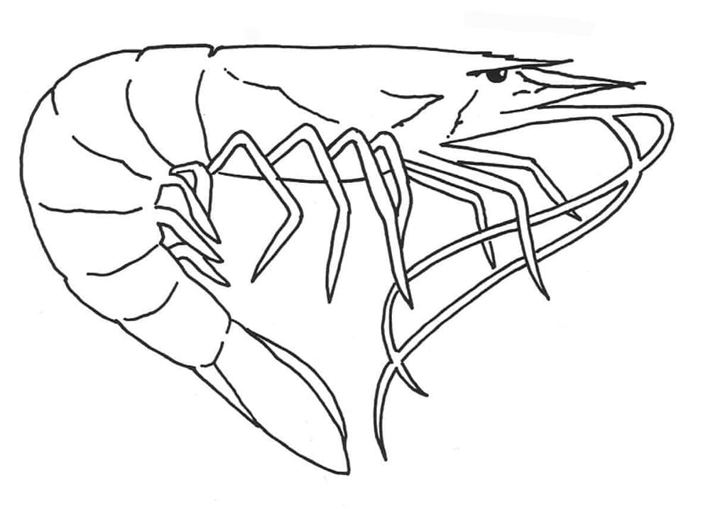 Free printable Shrimp coloring page #208568 from Animals collection