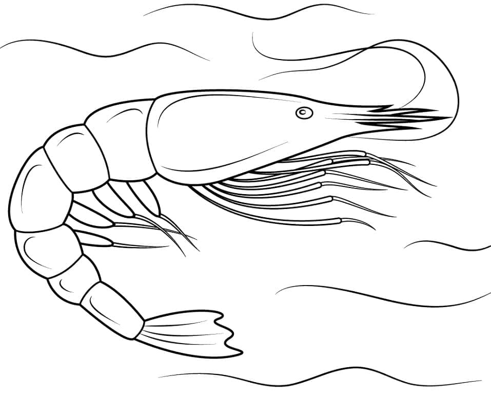 Free printable Shrimp coloring page #208572 from Animals collection