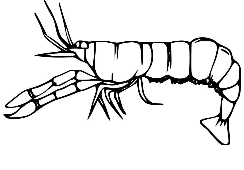 Free printable Shrimp coloring page #208573 from Animals collection Free printable Shrimp coloring page #208573 from Animals collection