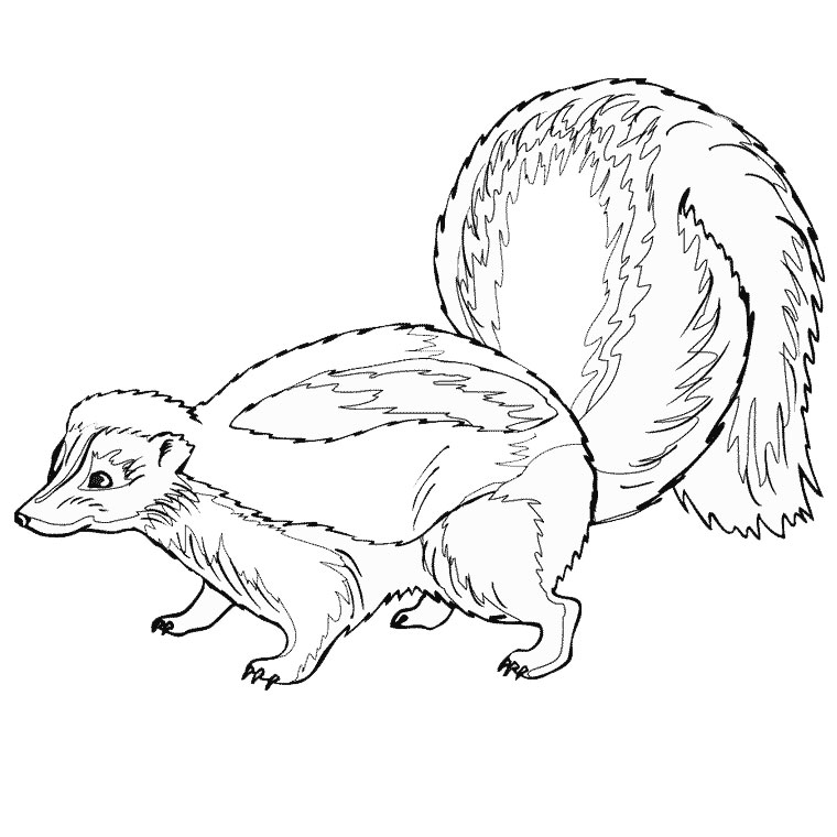 Coloring page: Skunk (Animals) #11289 - Free Printable Coloring Pages