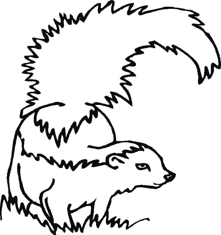 Free printable Skunk coloring page #205299 from Animals collection