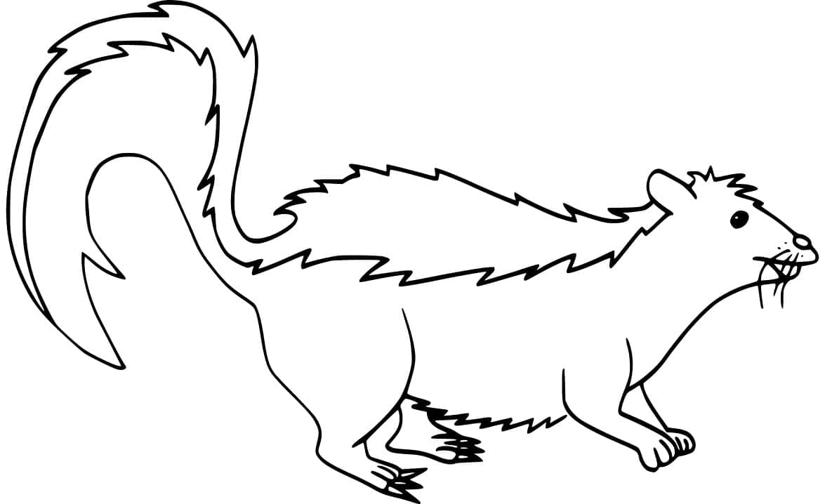 Free printable Skunk coloring page #205310 from Animals collection Free printable Skunk coloring page #205310 from Animals collection