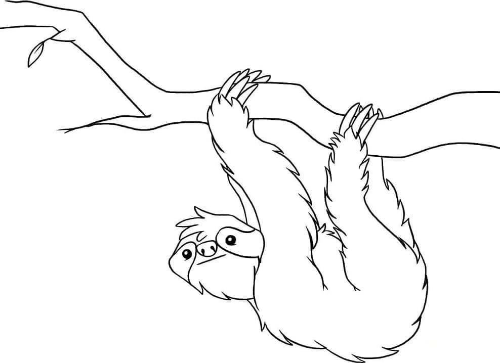 Free printable Sloth coloring page #210411 from Animals collection