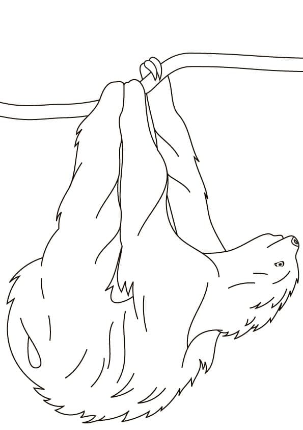 Free printable Sloth coloring page #210412 from Animals collection
