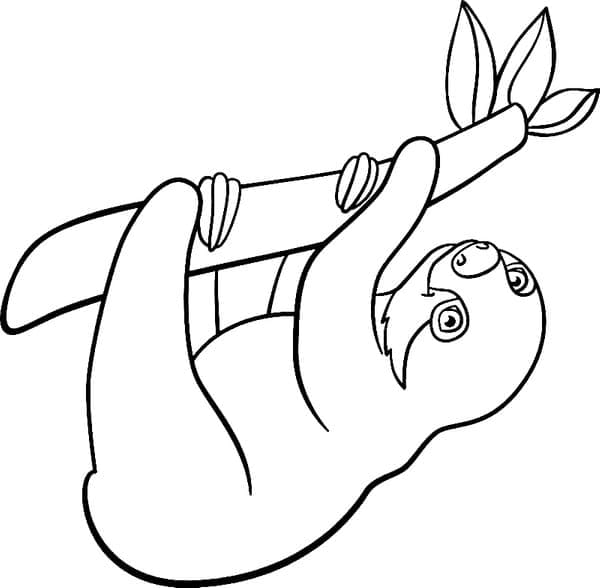 Free printable Sloth coloring page #210439 from Animals collection