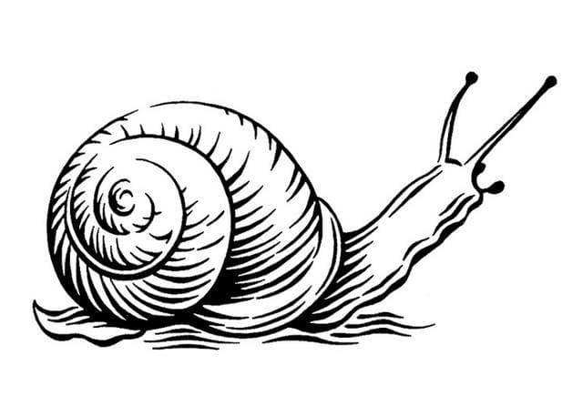 Free printable Snail coloring page #177400 from Animals collection