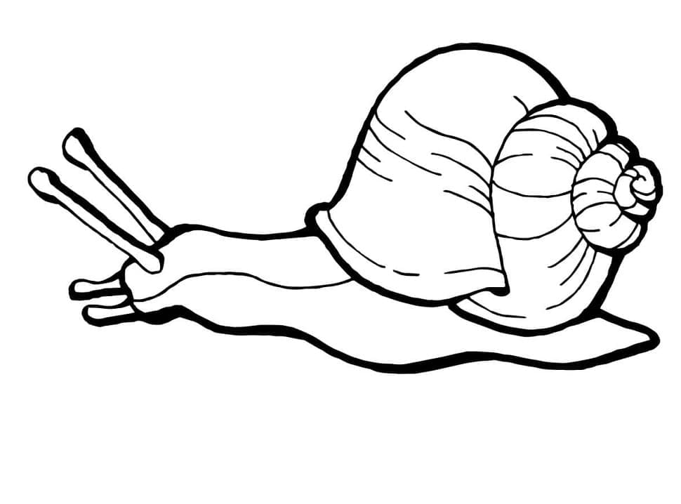 Free printable Snail coloring page #217007 from Animals collection