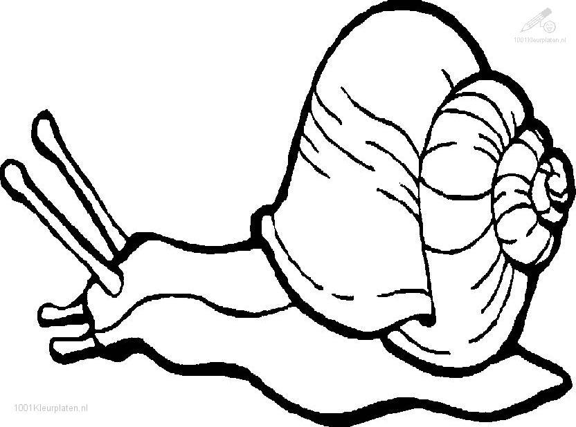 Coloring page: Snail (Animals) #6498 - Free Printable Coloring Pages