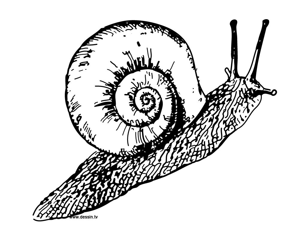 Coloring page: Snail (Animals) #6509 - Free Printable Coloring Pages