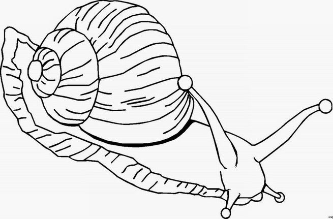 Coloring page: Snail (Animals) #6532 - Free Printable Coloring Pages