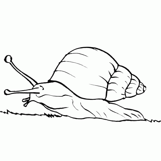 Coloring page: Snail (Animals) #6613 - Free Printable Coloring Pages