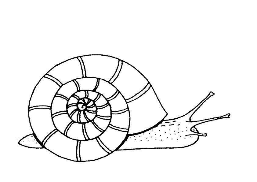 Coloring page: Snail (Animals) #6619 - Free Printable Coloring Pages